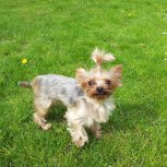 Frankendaal parkında Sherry / Meet Sherry in Frankendaalpark