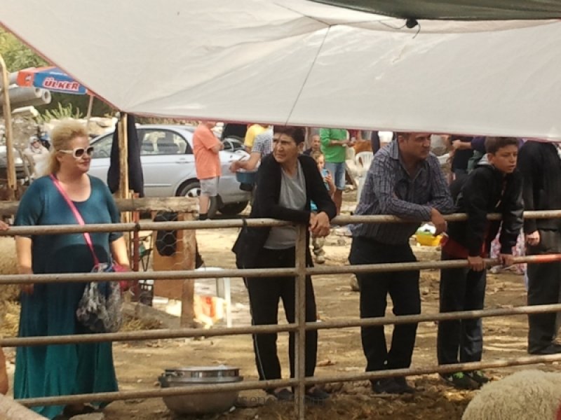 kurbanlık koyun alanlar /offerlam klanten / sacrificial lamb customers