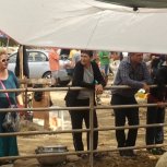 kurbanlık koyun alanlar /offerlam klanten / sacrificial lamb customers